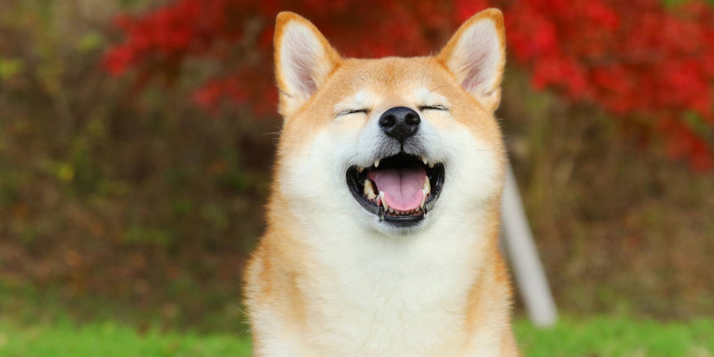 Dogecoin Pumps 27% as DOGE Open Curiosity Tops Report $5.5 Billion – Decrypt