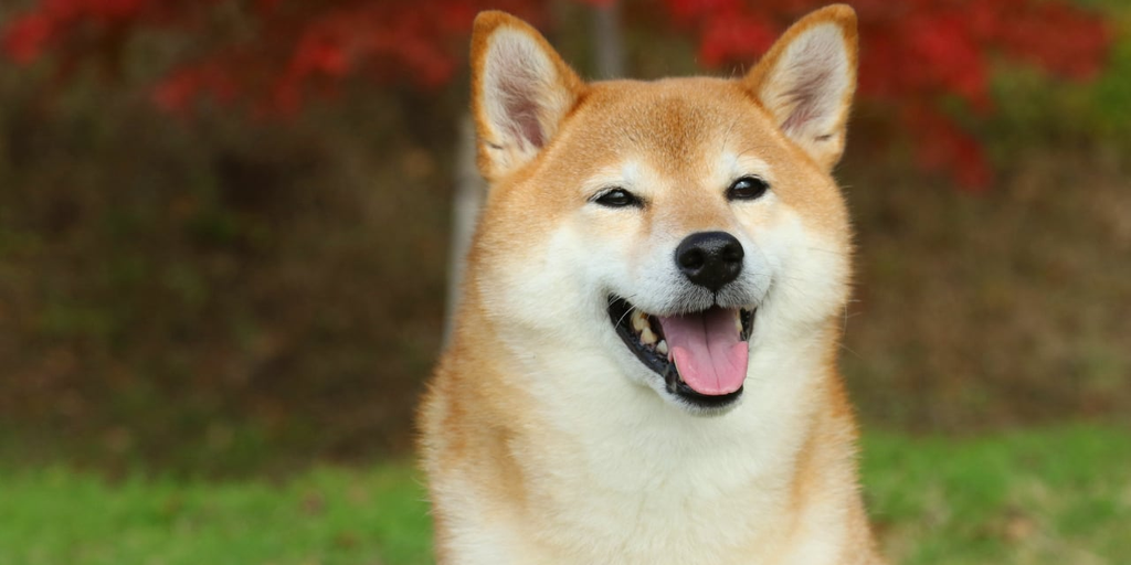 DOGE Barks Again—Are Meme Coins Making a Comeback?