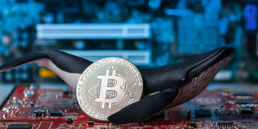 Bitcoin Whales Are Back to Buying Up BTC, Analysis Shows