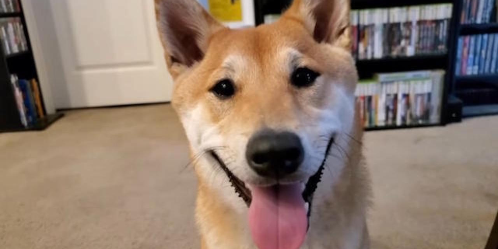 Shiba Inu Speedruns NES Game for 77,000 Viewers and Nearly Breaks His Record