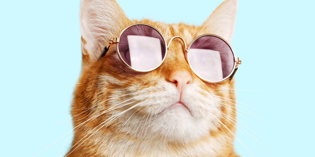 Cats In, Dogs and Frogs Out: Meme Coin Meta May Be Shifting
