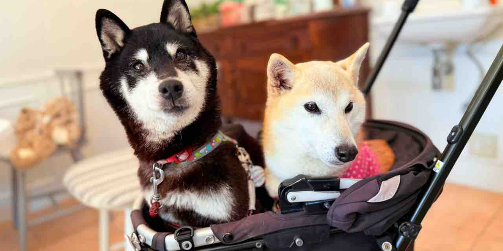 The Subsequent Doge? Meme Shiba Inu Proprietor's New Pup Conjures up Official Cocoro Coin – Decrypt
