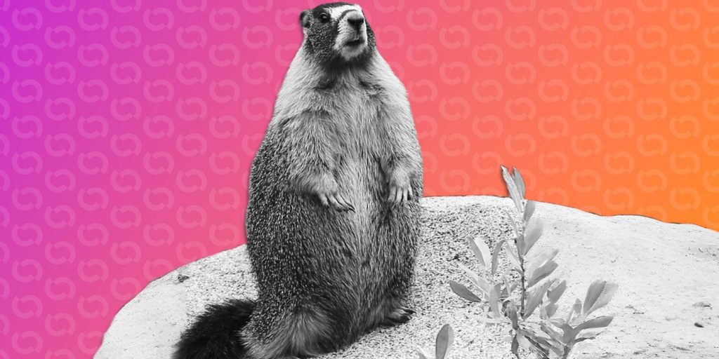 Marmot Researchers Turn to OnlyFans for Funding—And There Are Meme Coins Too