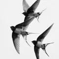 Will more birds cross Texas on the night of August 17 than on August 16? thumbnail