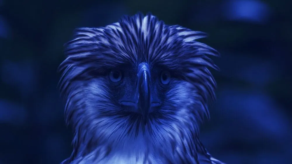 Philippine Eagle: a critically endangered bird and one of the largest Birds of Prey endemic to the Philippines; it has blue eyes and a very wide wingspan, it was called the "monkey eating eagle."; Shutterstock ID 1157637028; Client/Licensee: DecryptMedia