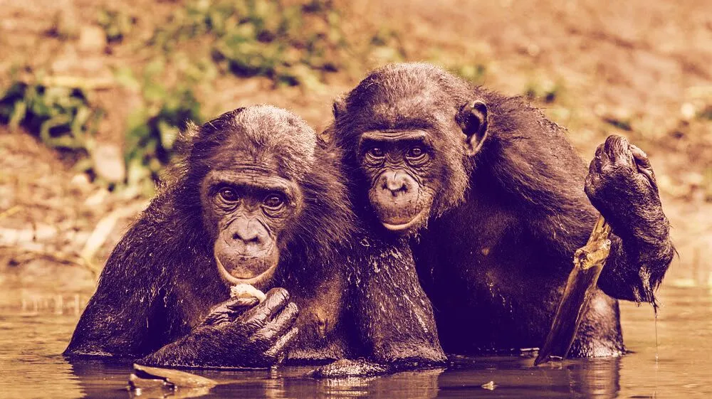 Bonobo in the water. The Bonobo ( Pan paniscus), called the pygmy chimpanzee. Democratic Republic of Congo. Shutterstock