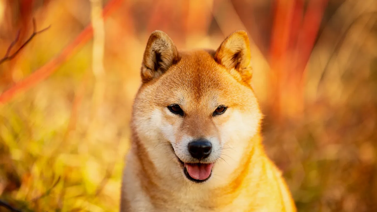 El perro Shiba Inu inspiró la criptomoneda de broma, Dogecoin