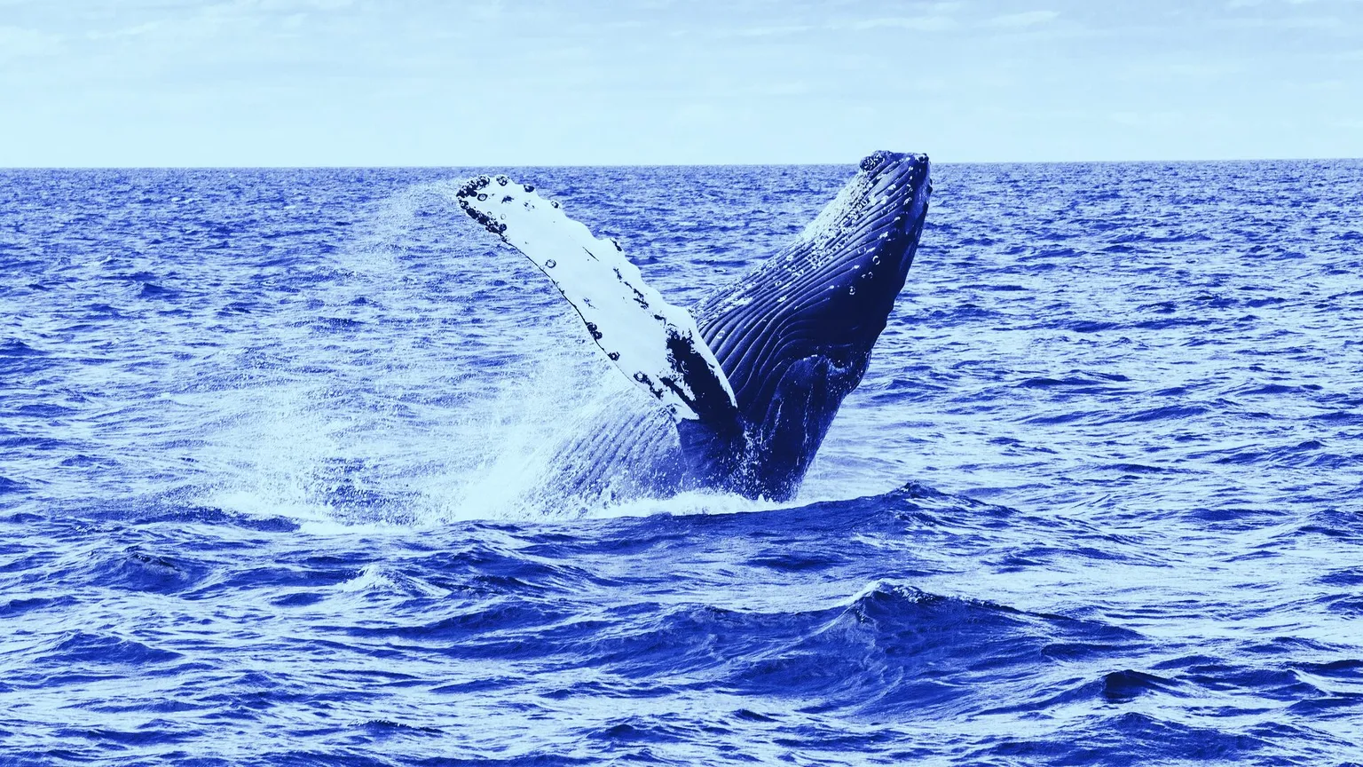 Number of bitcoin whales reaches all-time high