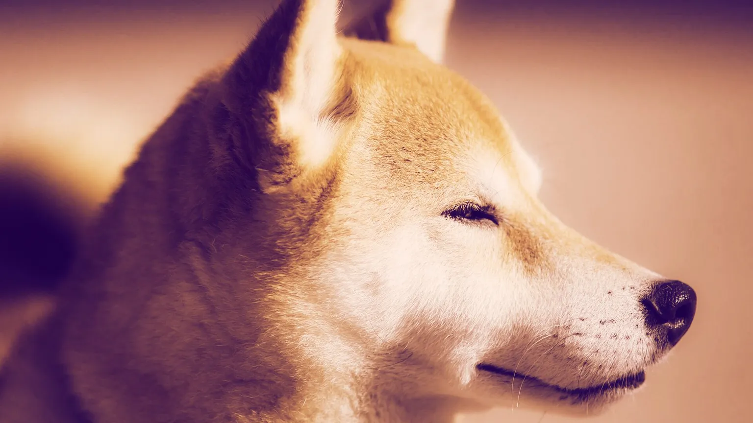 Dogecoin is based on the Shiba Inu breed. Image credit: Pixabay