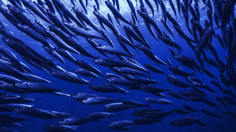 The sardine ICO is finally here. We've been waiting. Image: Shutterstock.