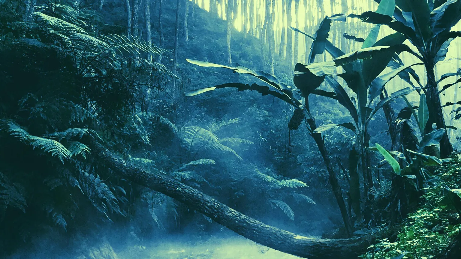 A rainforest in Brazil. Image: Unsplash