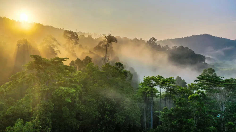 La selva tropical de Brasil se enfrenta a la amenaza de las industrias locales. Imagen: Shutterstock