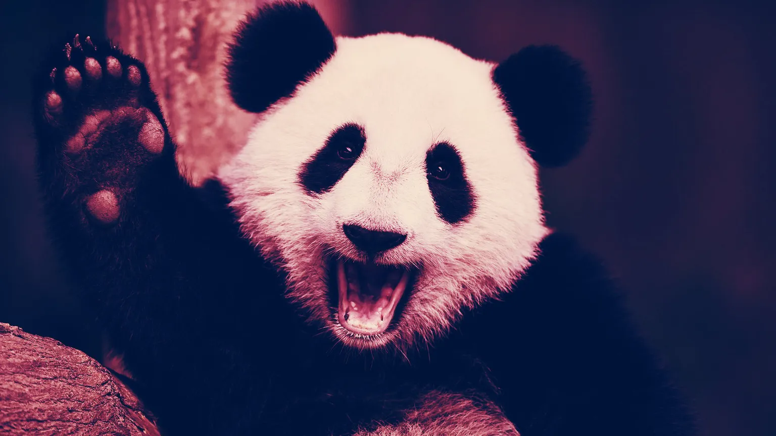 A panda. Image: Shutterstock