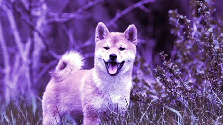 A Shiba Inu dog. Image: Shutterstock.