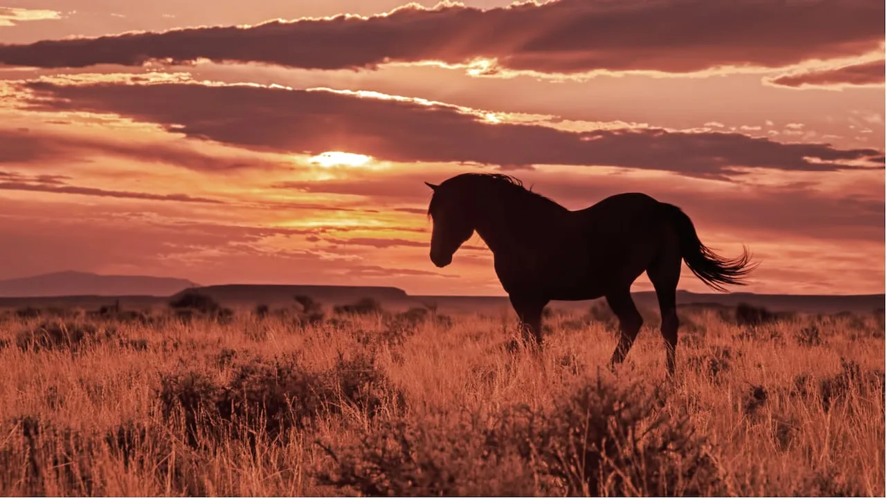 Wyoming is for horses, sunsets...and Bitcoin. Image: Shutterstock