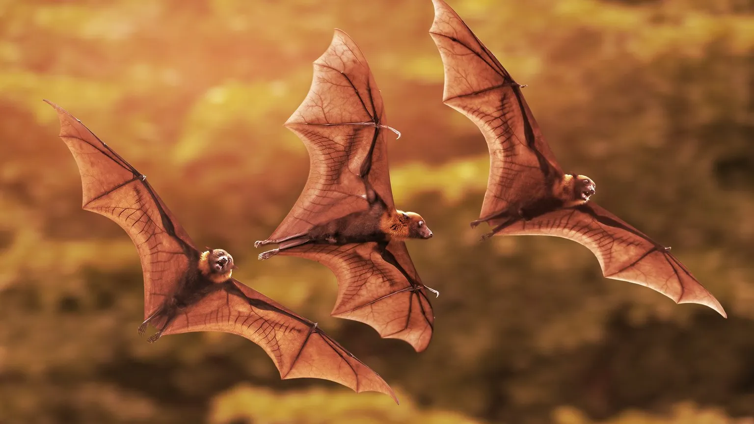 Fleeing bats. Image: Shutterstock