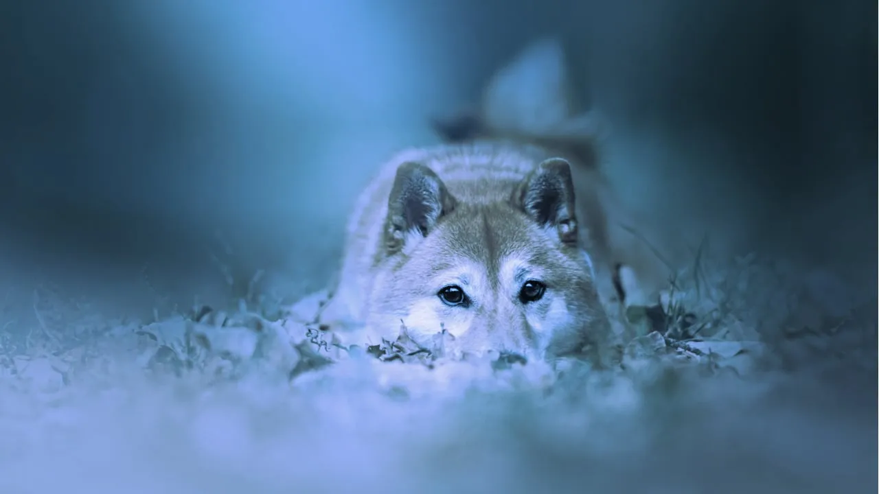 Un shiba inu es la mascota de Dogecoin. Imagen: Shutterstock
