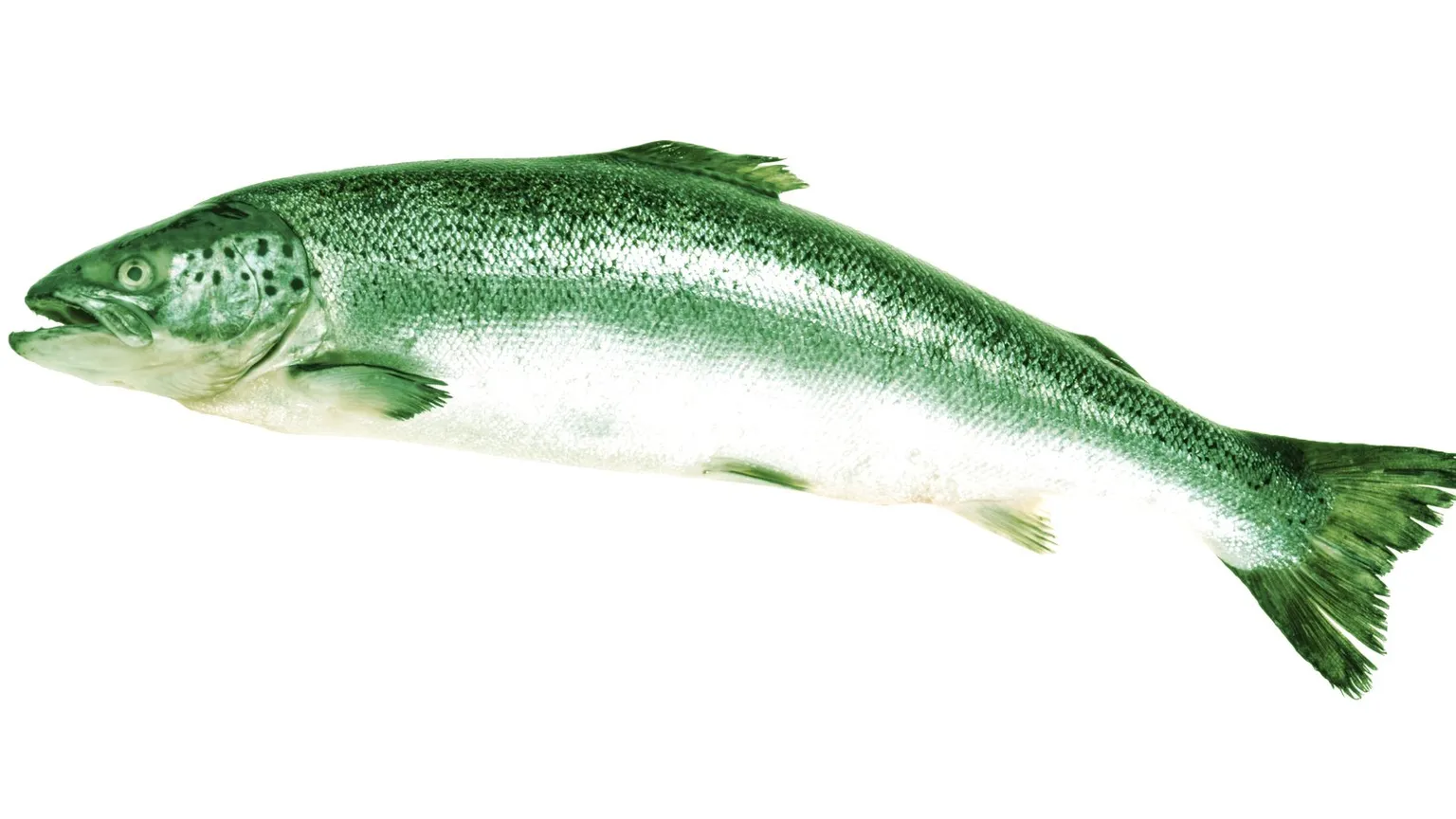 A salmon. Image: Shutterstock