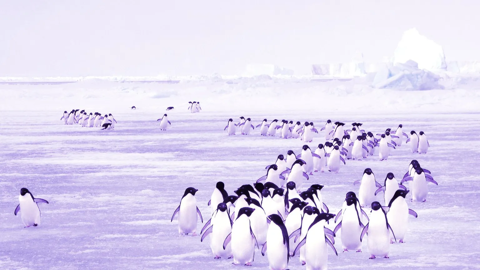 Penguin migration. Image: Shutterstock