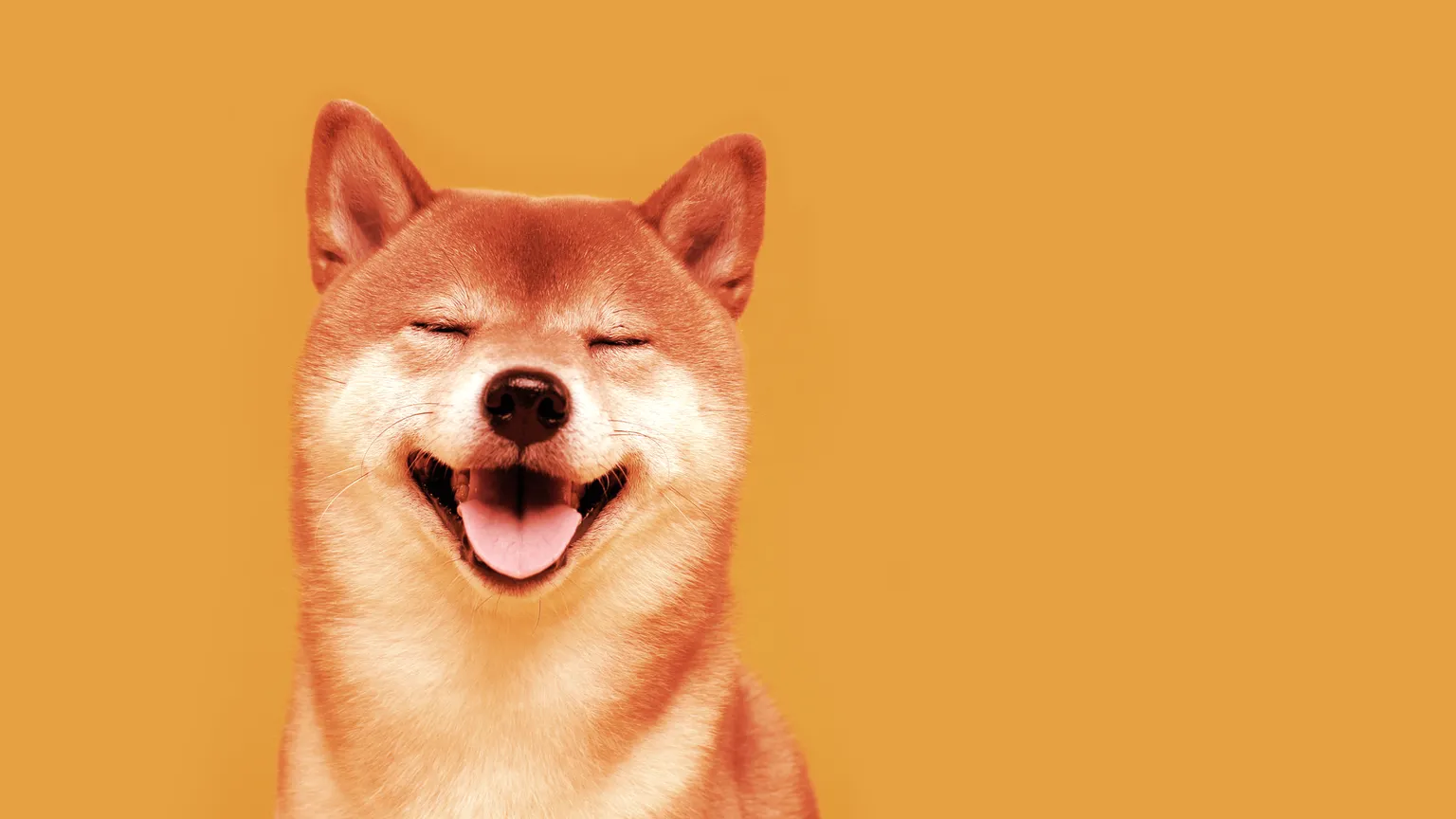 Un perro Shiba Inu feliz. Imagen: Shutterstock