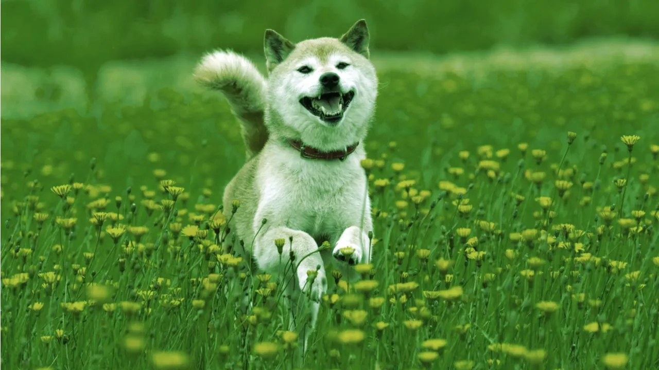 Un perro Shiba Unu. Imagen: Shutterstock