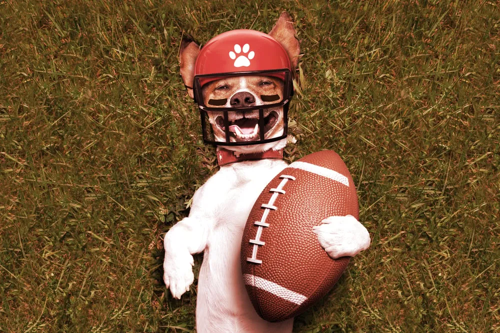 Puppy football. Image: Shutterstock