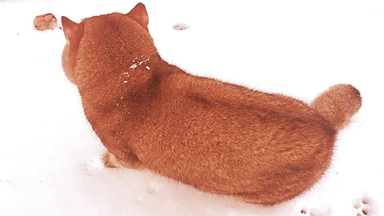 The photo at the heart of the "50 ETH Doge" case, submitted by "Ricky." (Believe it or not, this is a cat.)