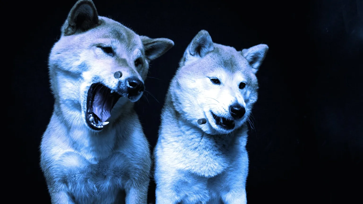 Algunas de las monedas meme más populares están relacionadas con los perros. Imagen: Shutterstock