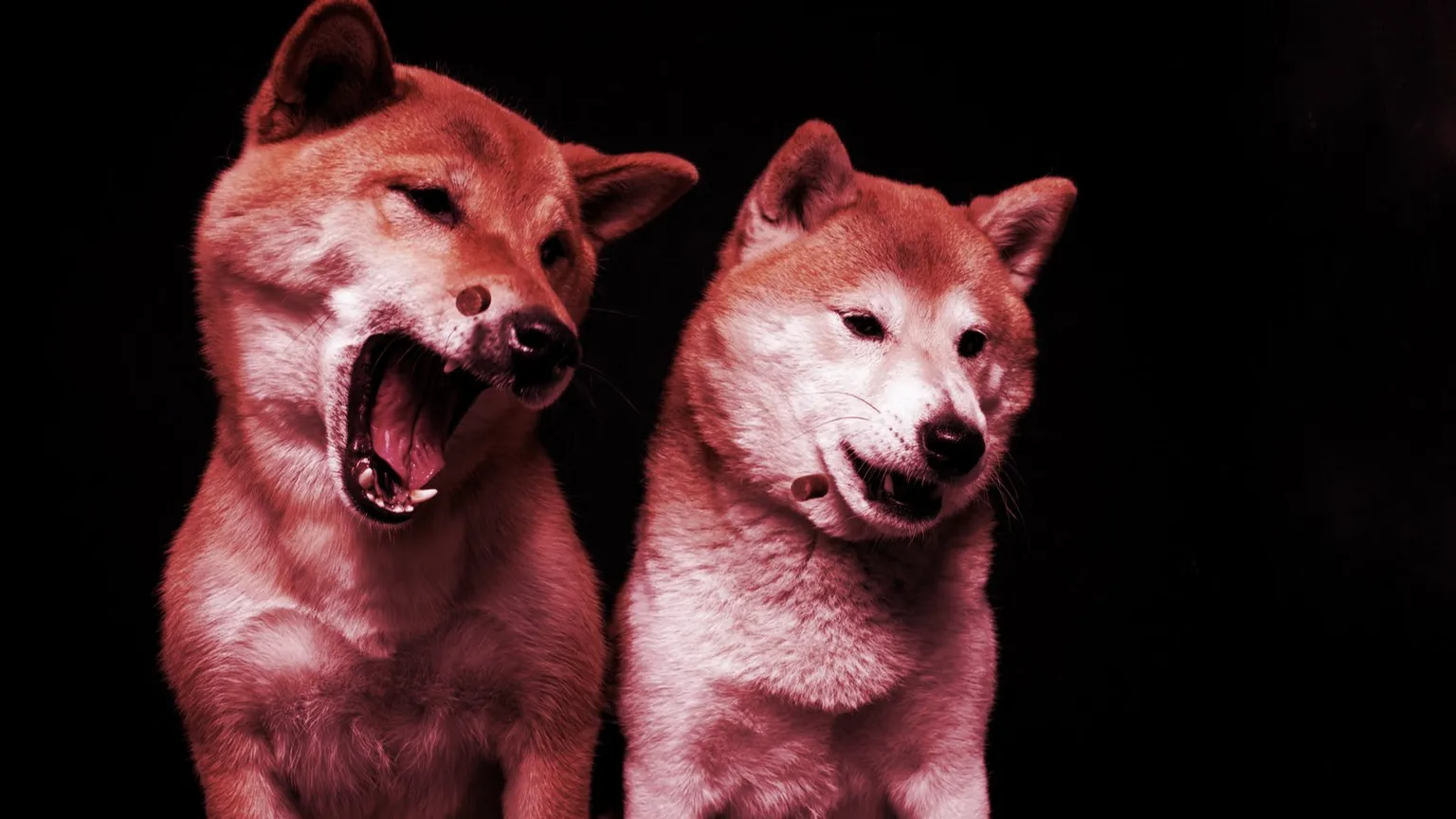 Dos perros juntos. Imagen: Shutterstock