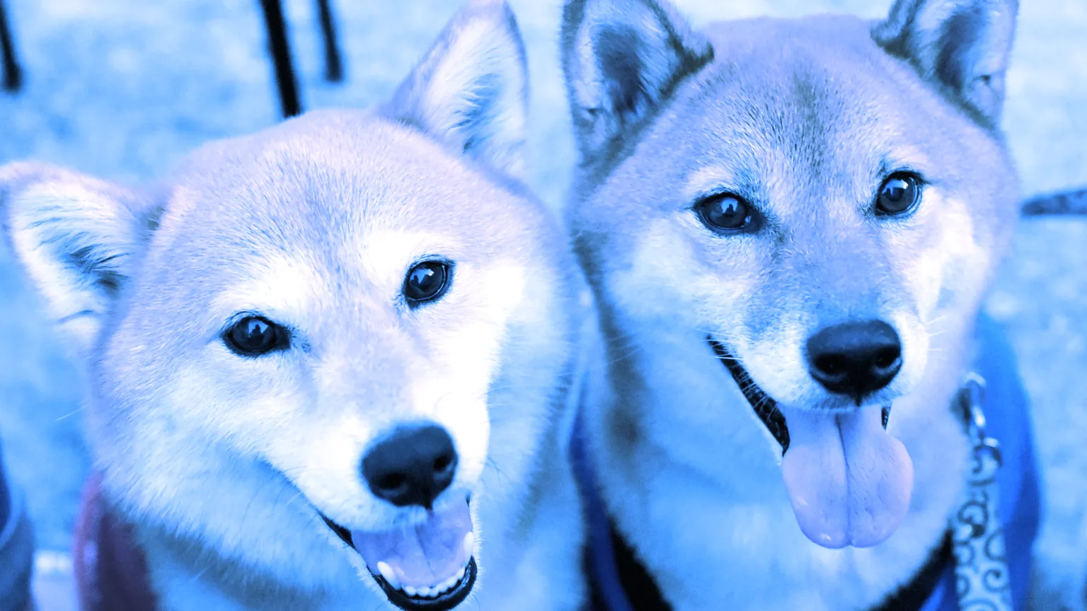 Dos perros Shiba Inu.