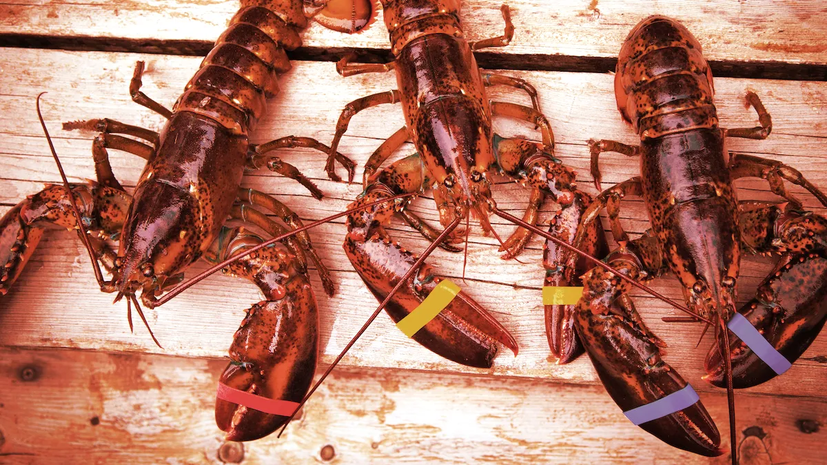 Lobsters. Image: Shutterstock