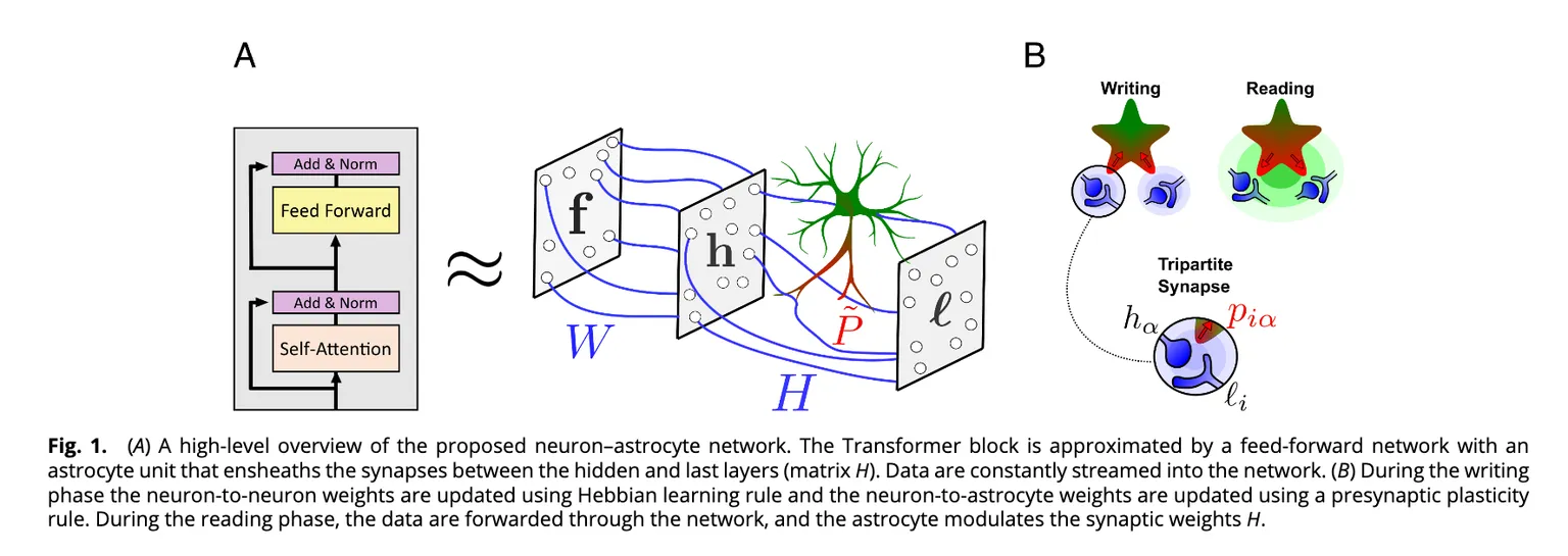Neuron-Astrocyte Network