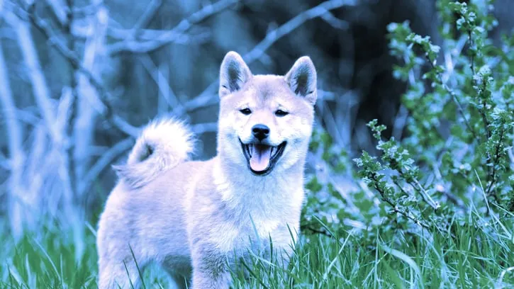 Perro Shiba Inu. Imagen: Shutterstock.