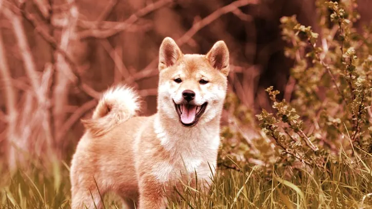 A Shiba Inu dog. Image: Shutterstock.