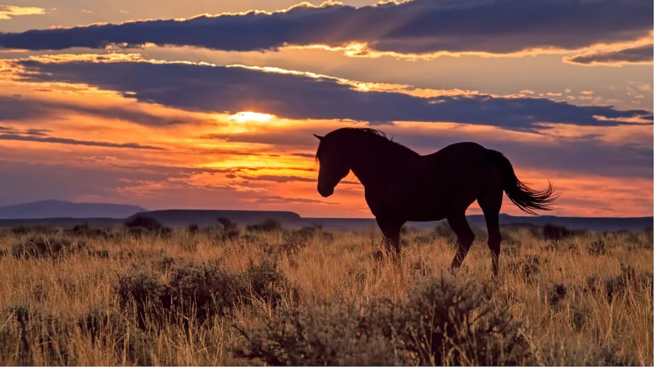 Wyoming's 'Frontier' Stablecoin Debuts on Ethereum, Solana and Avalanche