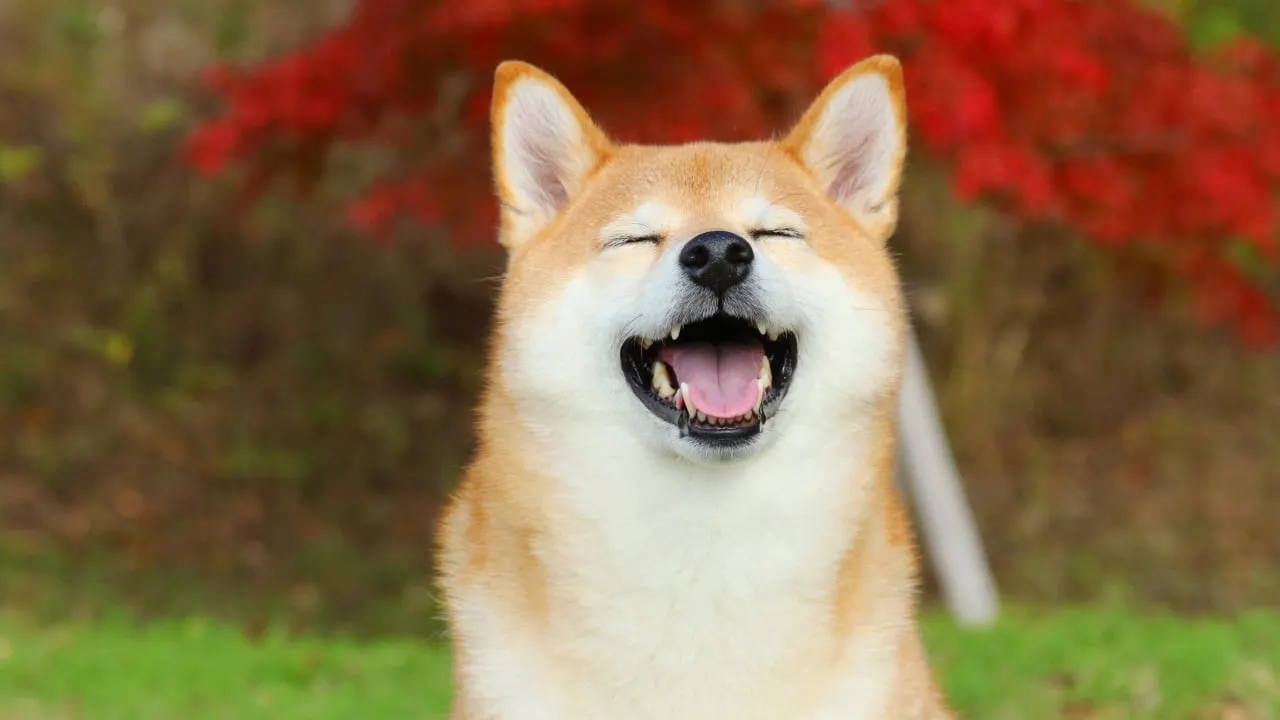 Dogecoin Pumps 27% as DOGE Open Interest Tops Record $5.5 Billion