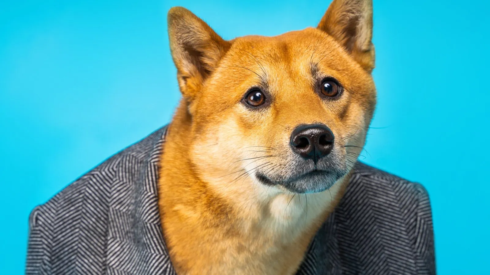 去月球？Dogecoin 期货公开兴趣创历史新高--但交易者正在套期保值