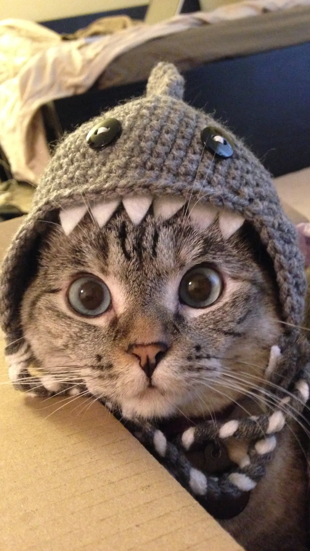 https://img.decrypt.co/insecure/rs:fit:1920:0:0:0/plain/https://cdn.decrypt.co/wp-content/uploads/2024/04/shark-cat-gID_7.png@webp