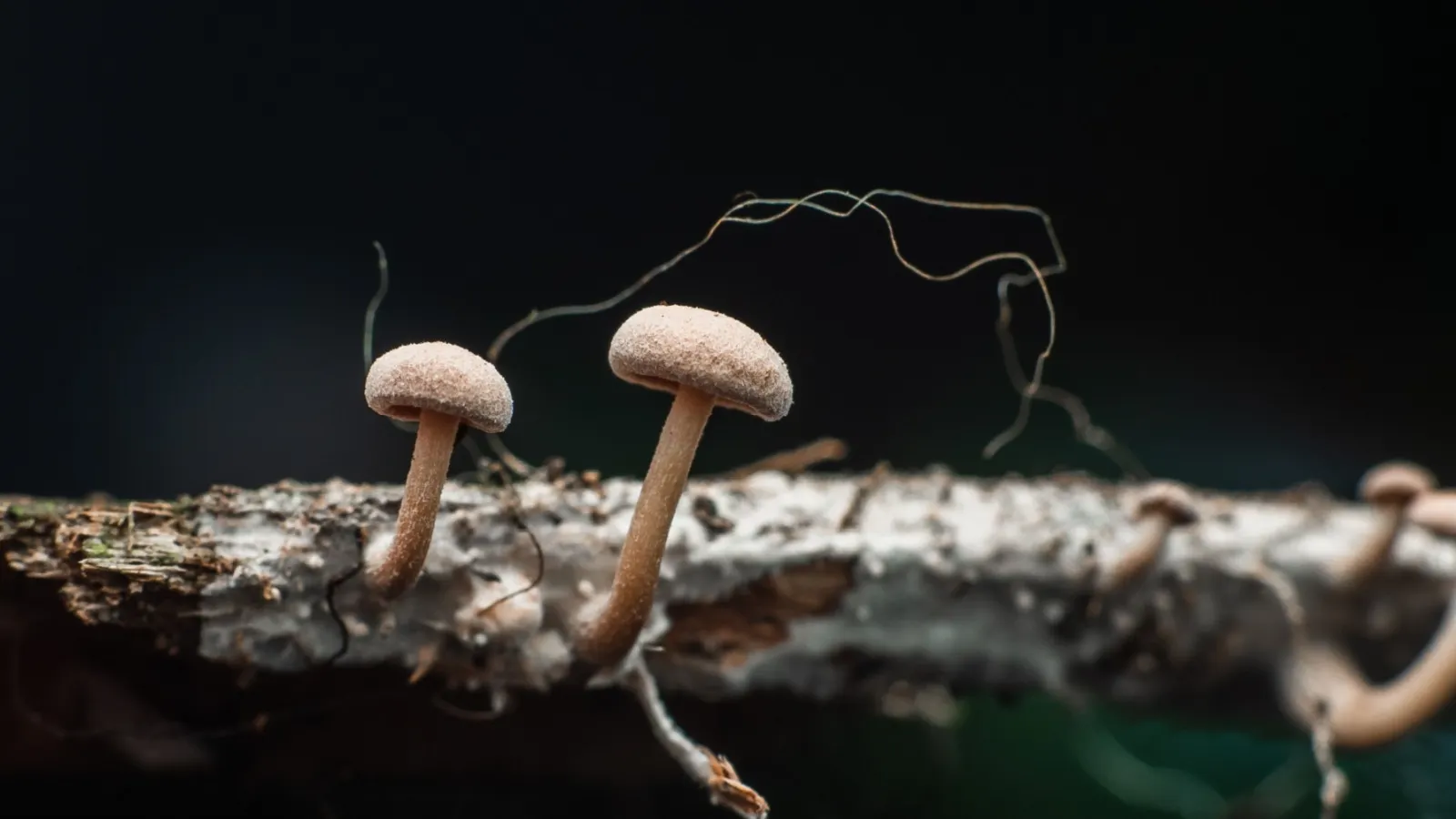 Mushroom Learns to Crawl After Researchers Give It a Robotic Body