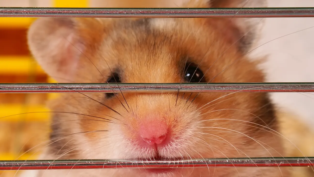 ‘Hamster Kombat’ and ‘Catizen’ Game Tokens Plummet by 50% After Telegram Airdrops