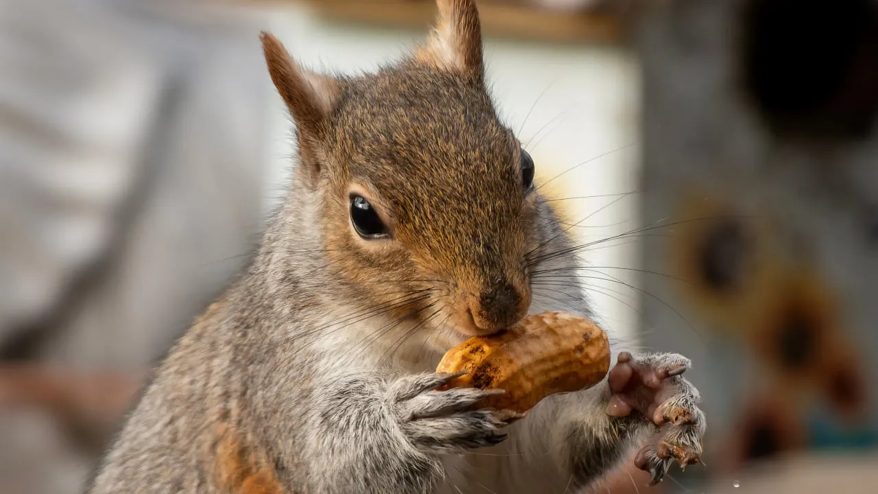 Peanut the Squirrel Meme Coin Jumps on Coinbase Plans as Gigachad Hits All-Time High