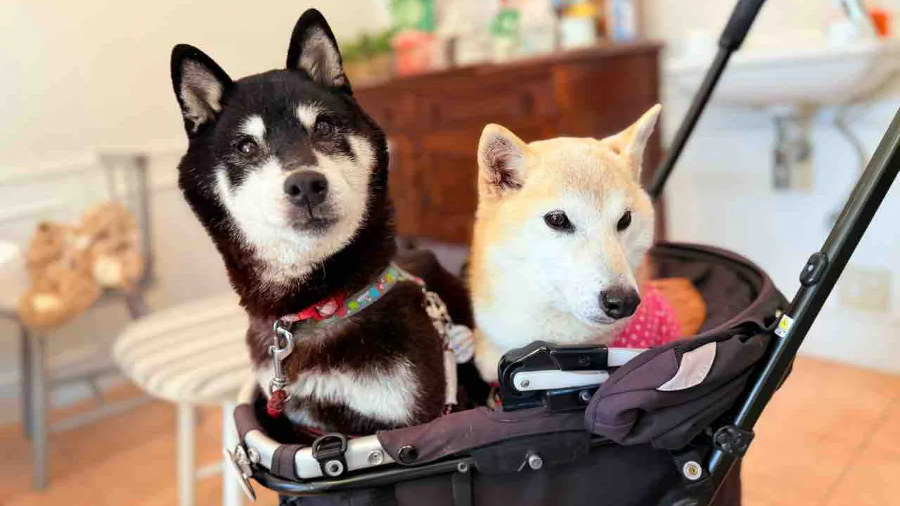 The Next Doge? Meme Shiba Inu Owner's New Pup Inspires Official Cocoro Coin