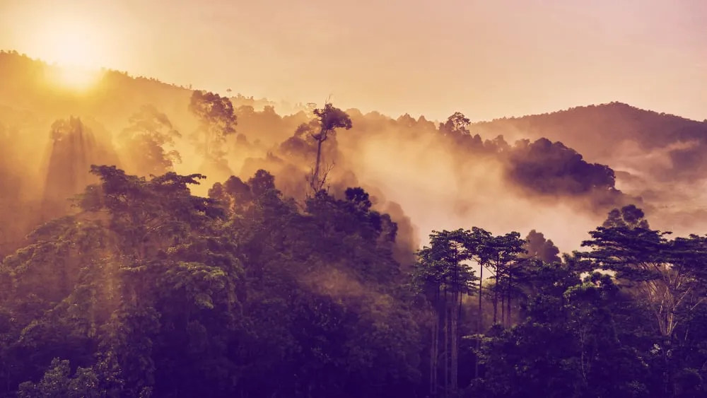 Brazil rainforests are facing a threat from local industries. Image: Shutterstock