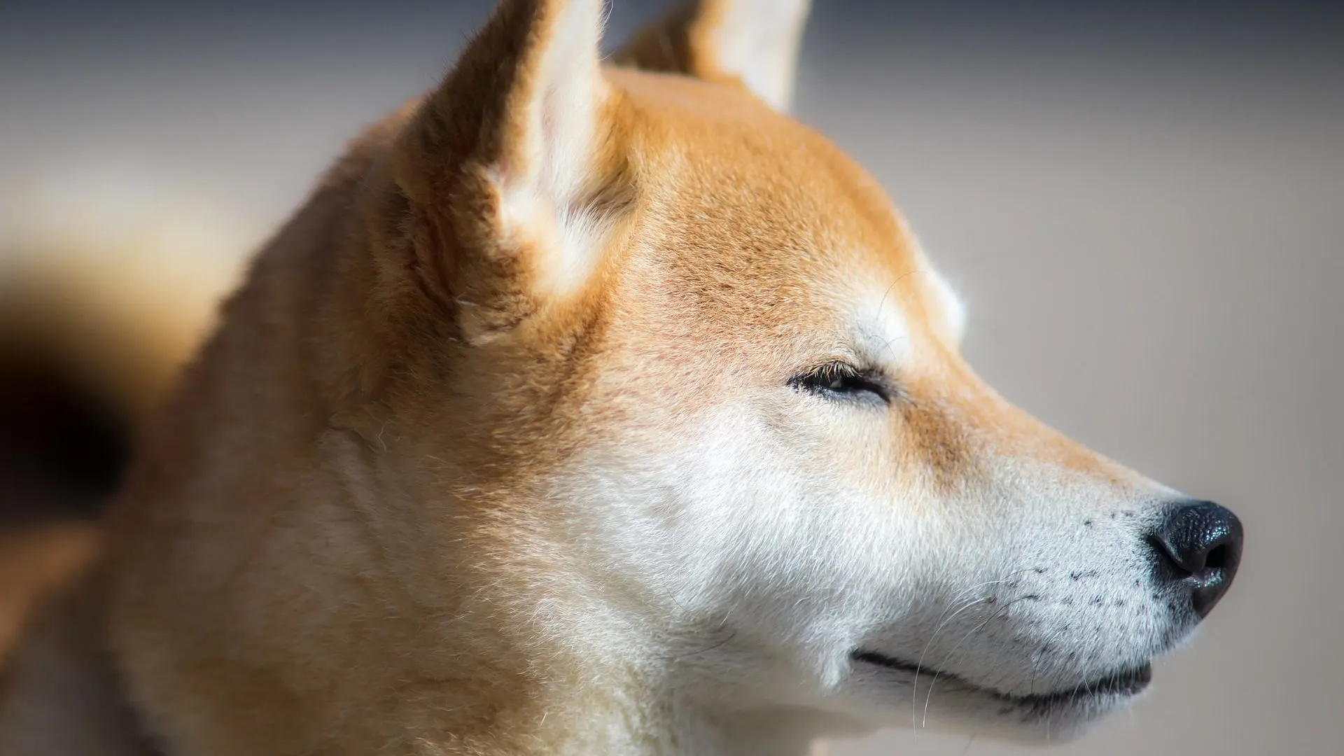 Doge Coin shiba-inu