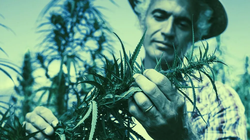 La granja de cannabis se venderá como parte de un gran acuerdo de 2 mil millones de dólares. Imagen: Shutterstock.