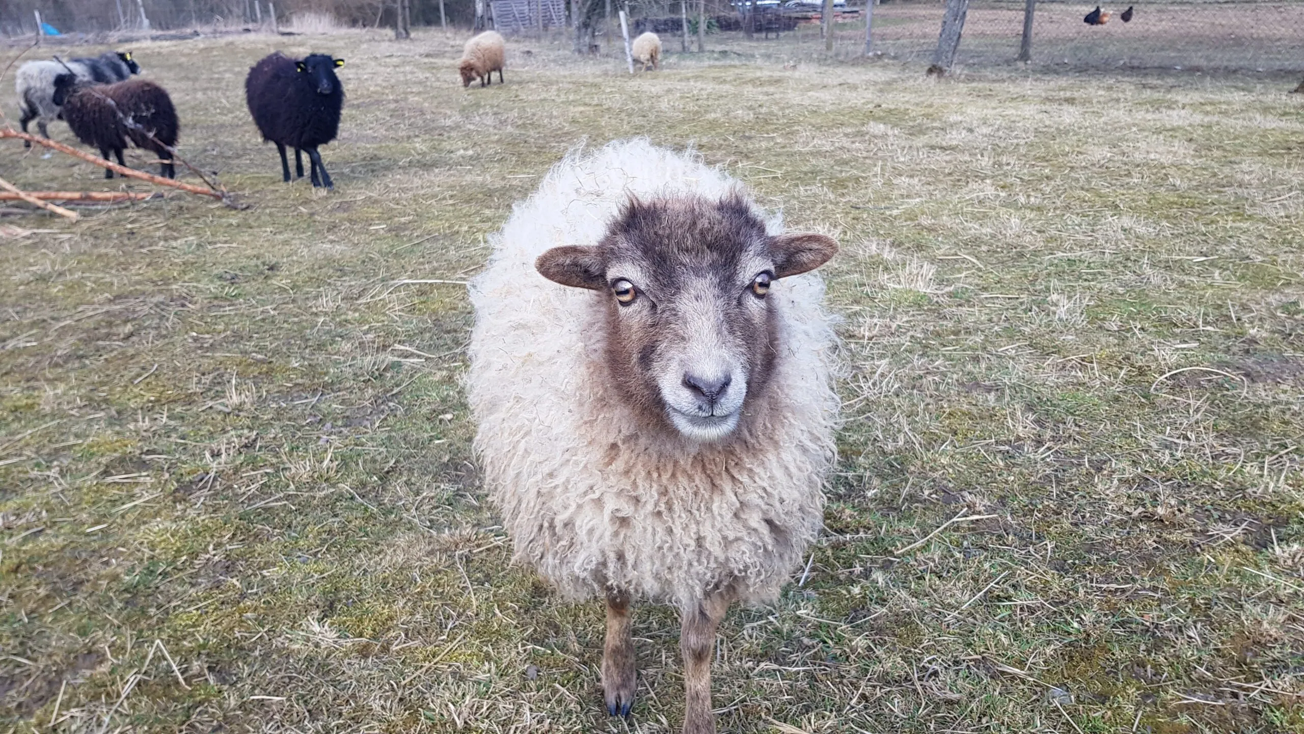 Marii, Vlnka, Pepinka, Paja, Mufi, Jannet Kiki and Juliana are  Ouessant sheep, one of the smallest breeds. Image: Karel Böhm