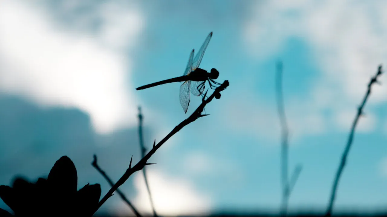 Dragonfly Capital invests in many top DeFi projects. Image: Shutterstock
