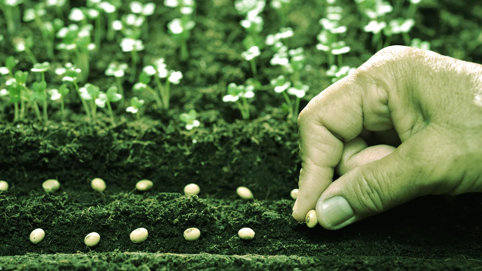 Grow, little startup. Grow. Image: Shutterstock