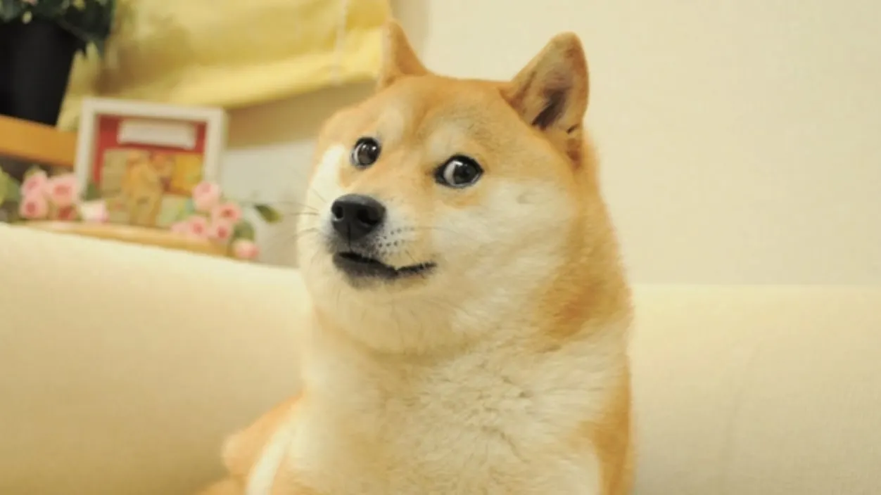 Kabosu, The Dogecoin Meme Mascot.