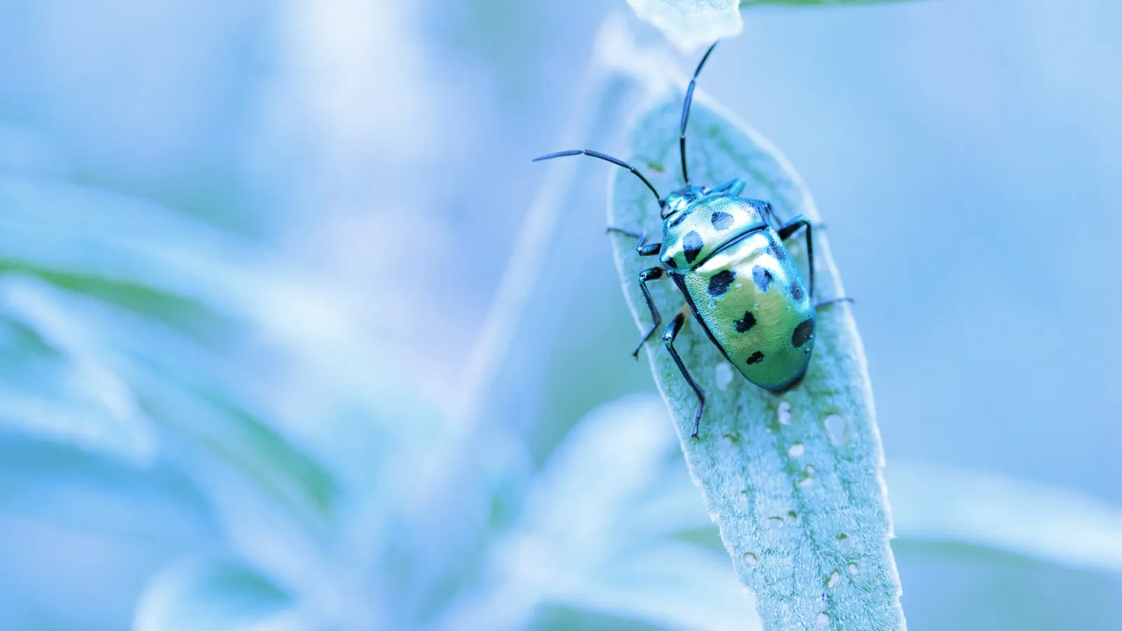 Las recompensas por errores son otorgadas a los desarrolladores que encuentran errores en las bases de código. Imagen: Shutterstock